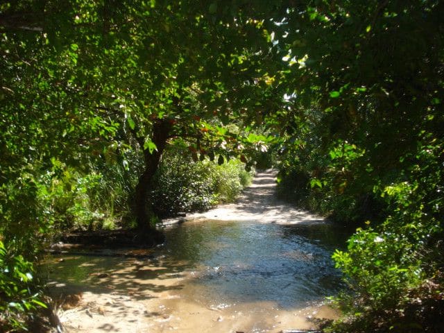 Fresh water stream on a woodland trail